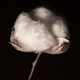 Illustration for article titled Why Cotton Kills, A Technical Explanation
